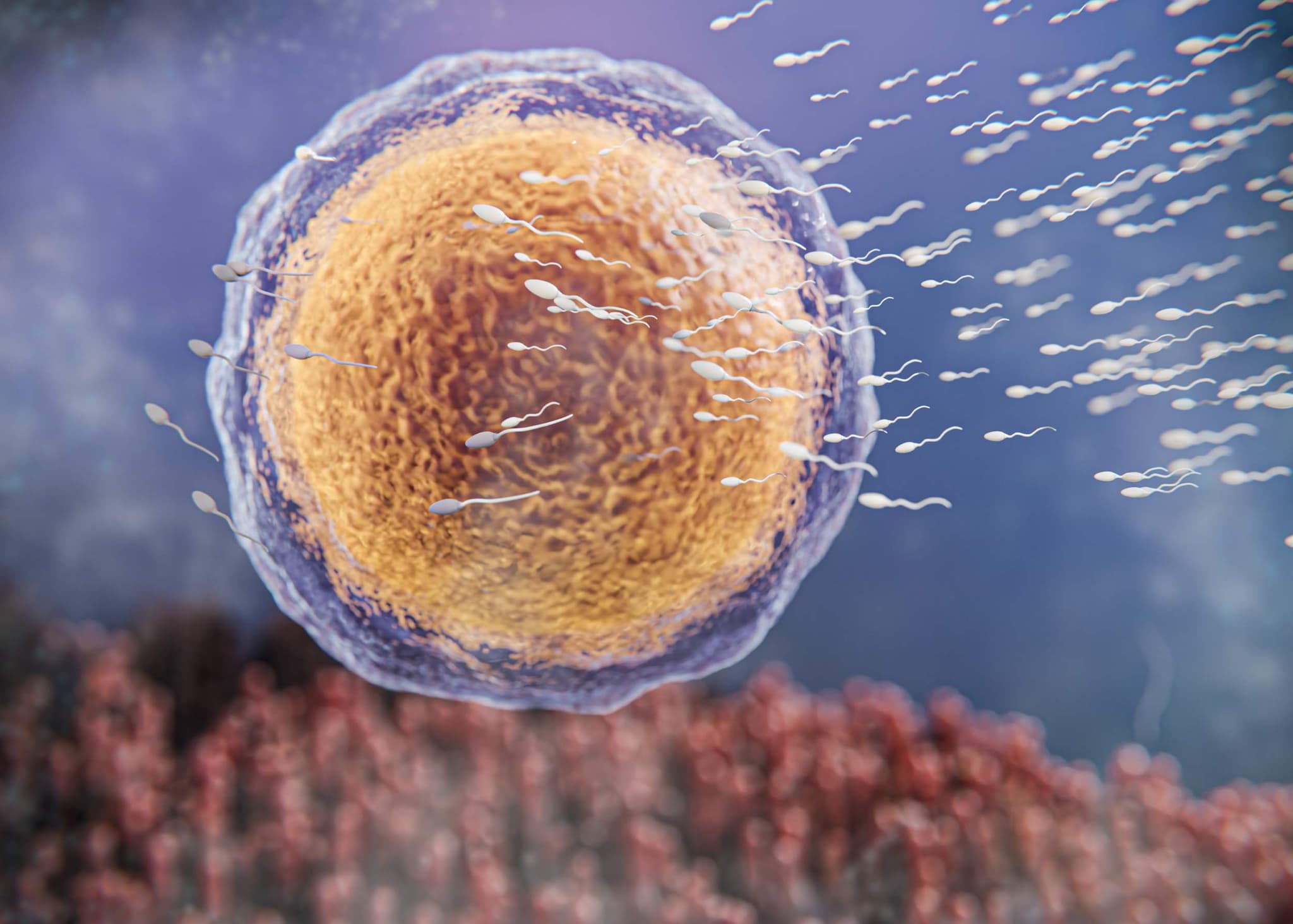 IVF with Donor Eggs hospital