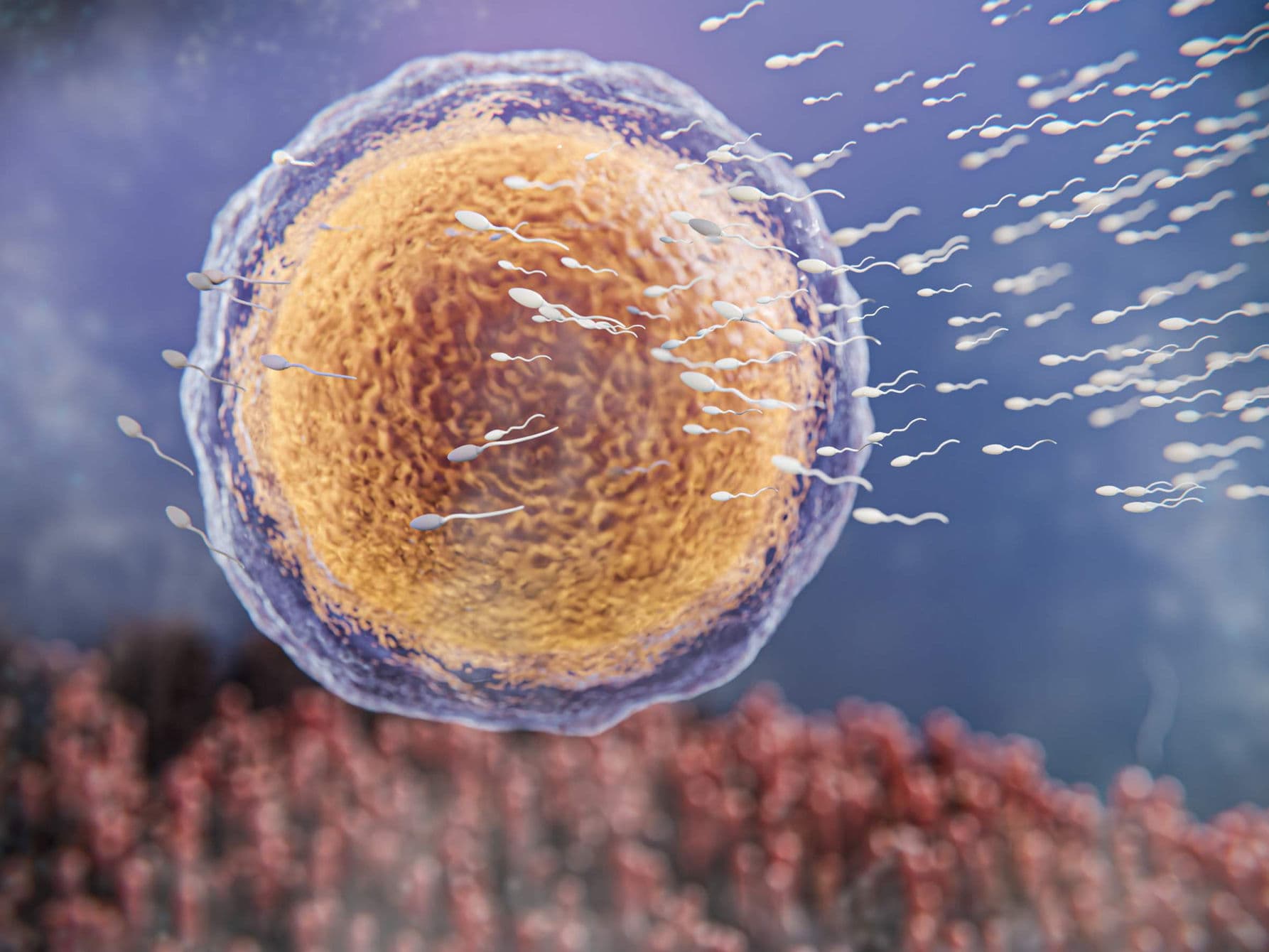 IVF with Donor Eggs treatment